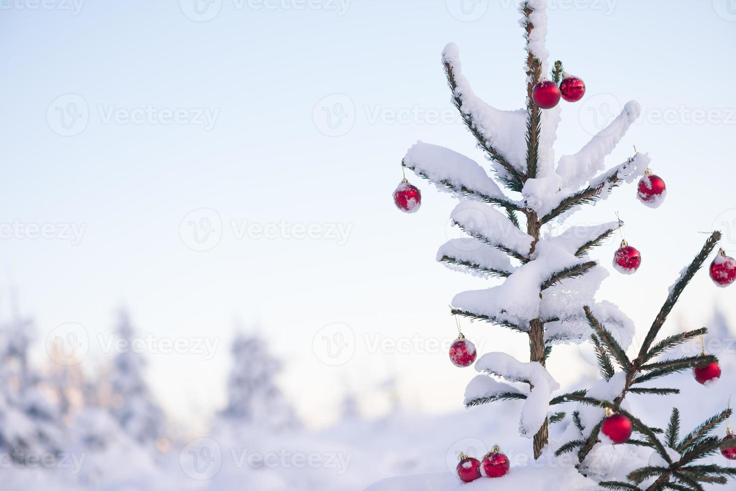 christmas balls on pine tree photo