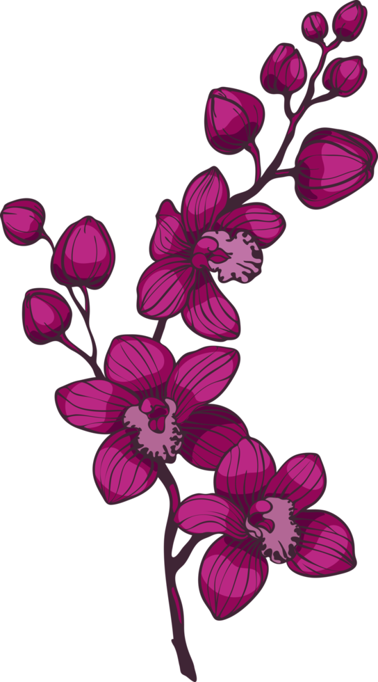 branch with purple orchid flowers png