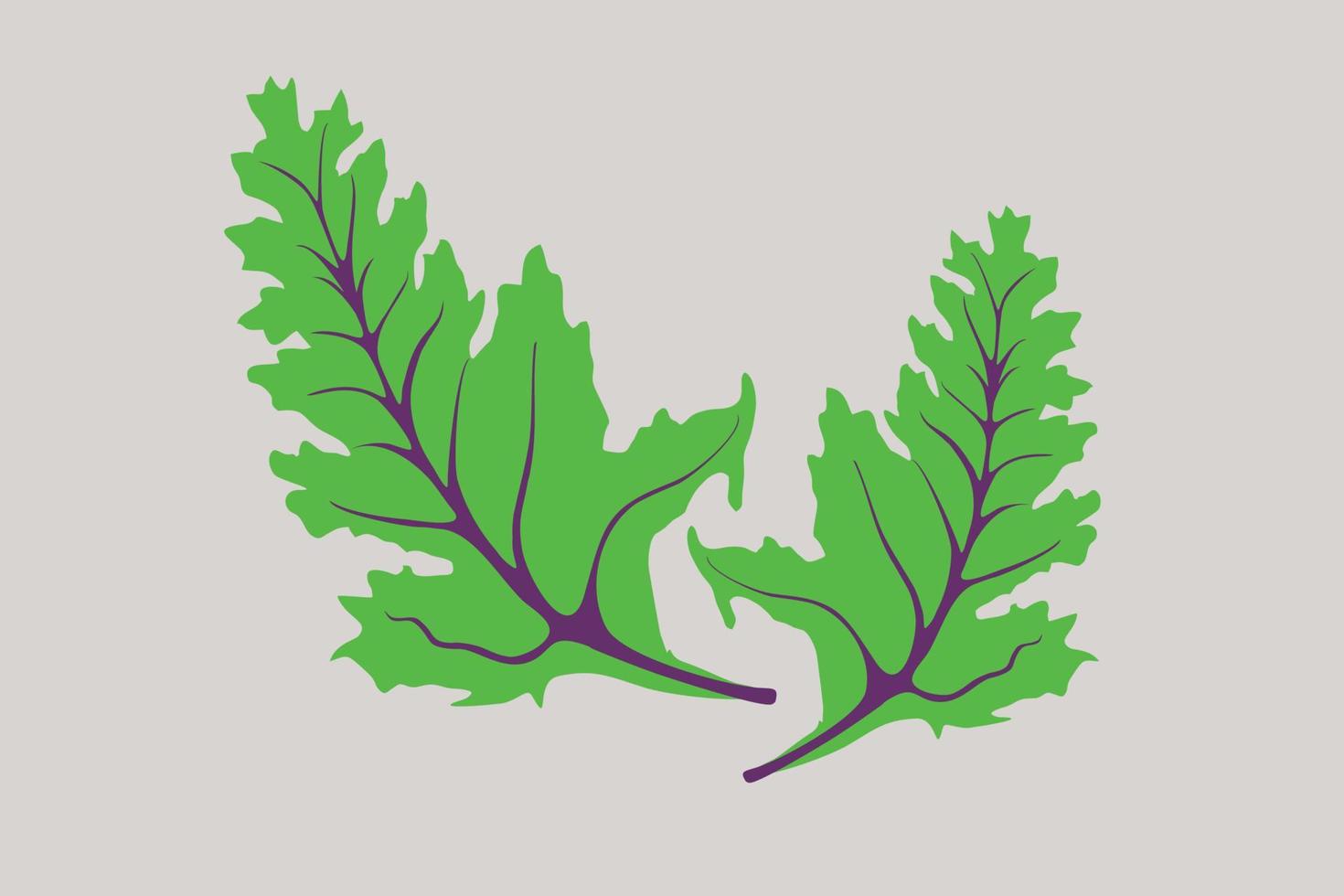 col rizada, verdura de hoja verde oscuro. ilustración de vector de col de hoja.