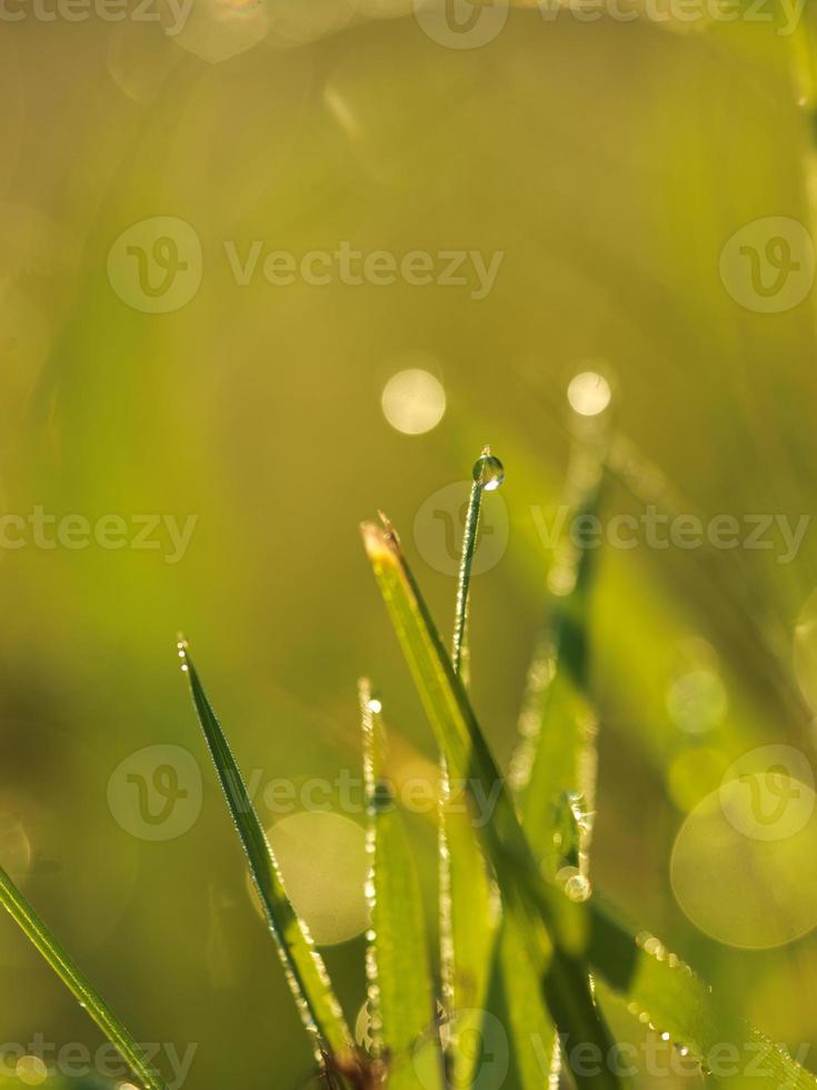 grass with dew drops photo