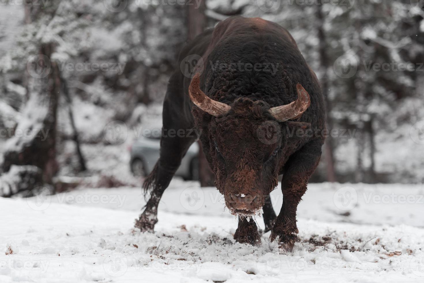 A big black bull in the snow training to fight in the arena. Bullfighting concept. Selective focus photo