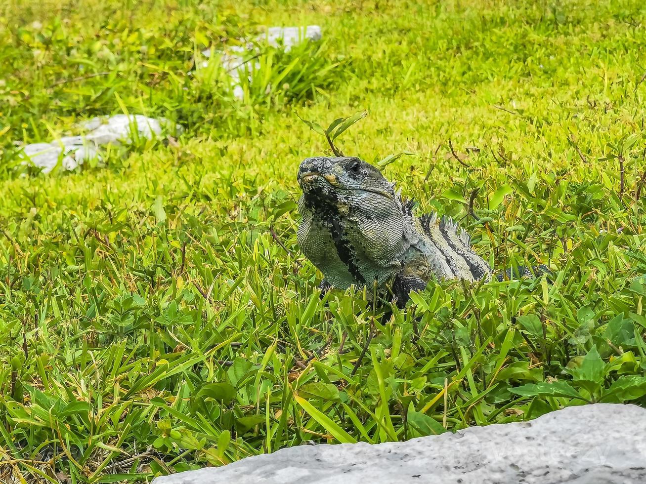 Iguana on grass Tulum ruins Mayan site temple pyramids Mexico. photo