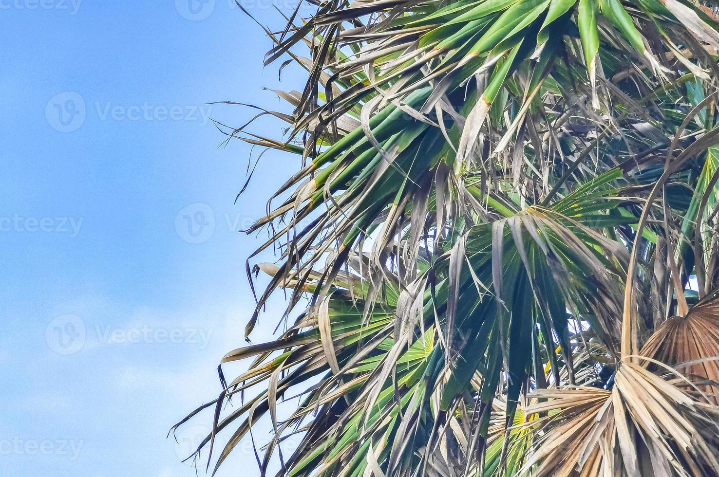 Tropical palm tree coconuts blue sky in Tulum Mexico. photo