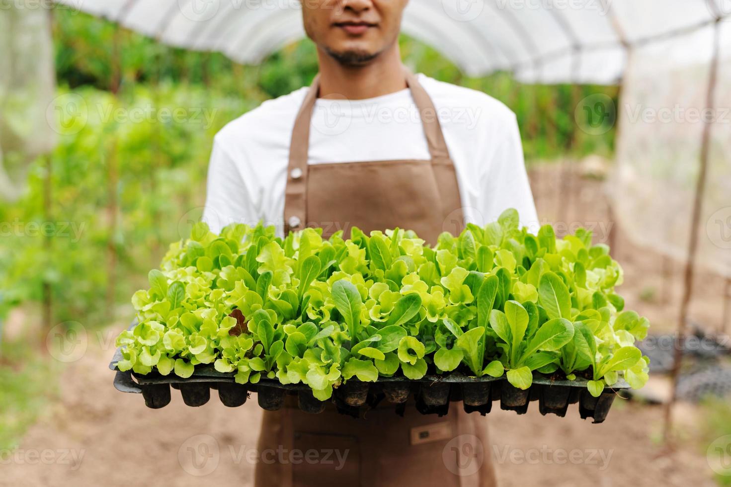 los agricultores cosechan a mano verduras frescas para ensaladas en granjas de sistemas de plantas hidropónicas en el invernadero para el mercado. foto