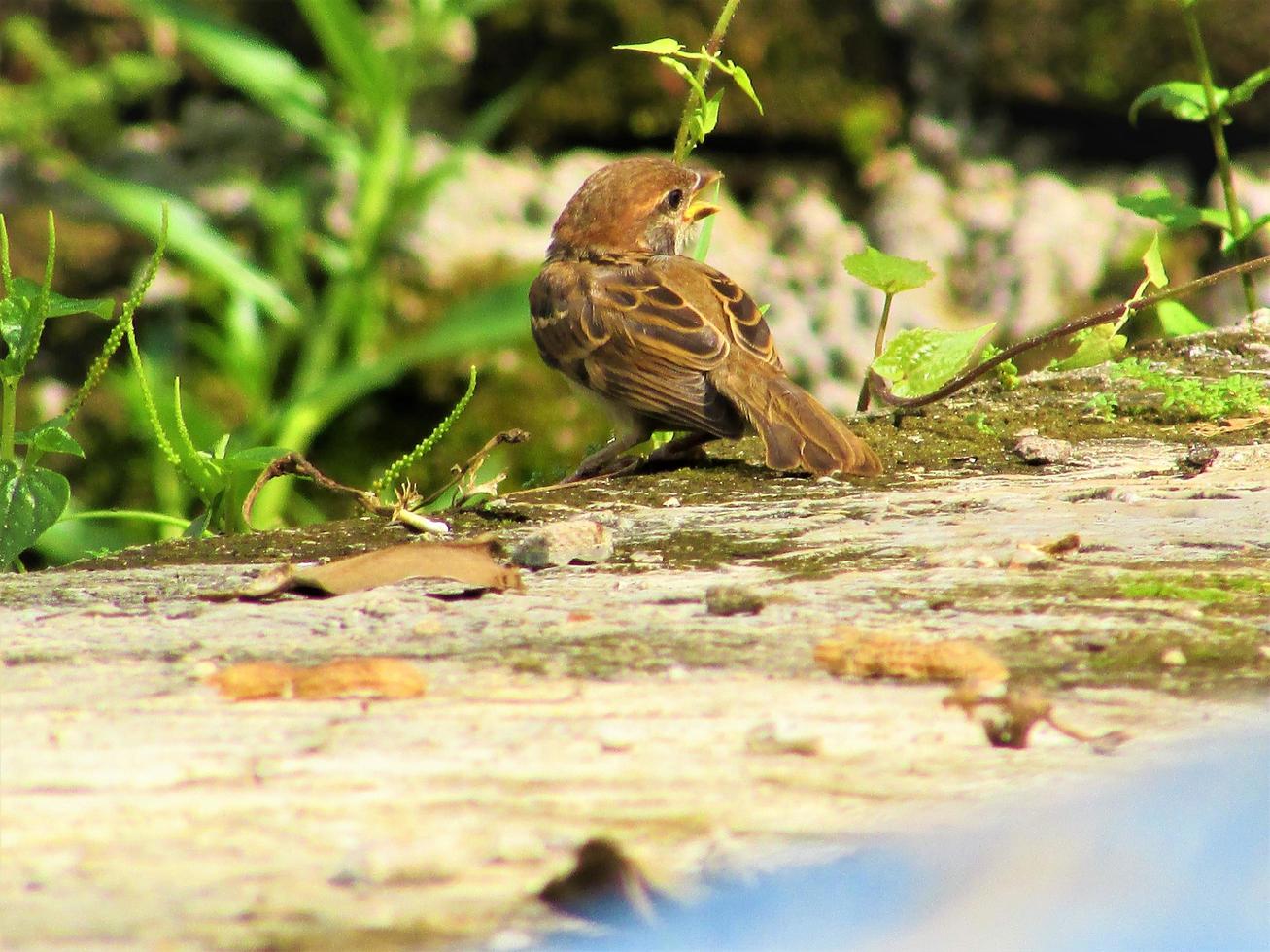Sweet sparrow is looking for food. photo