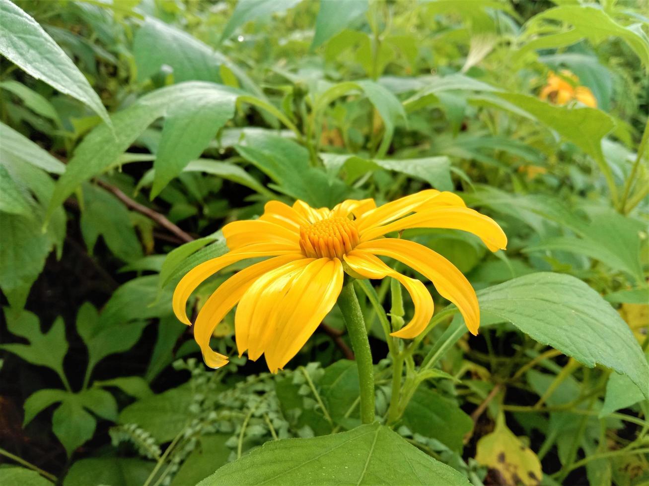 Flowers With Yellow Color In The Garden 11303744 Stock Photo At Vecteezy yellow-logos-how-to-add-sunshine-to-your-brand-turbologo