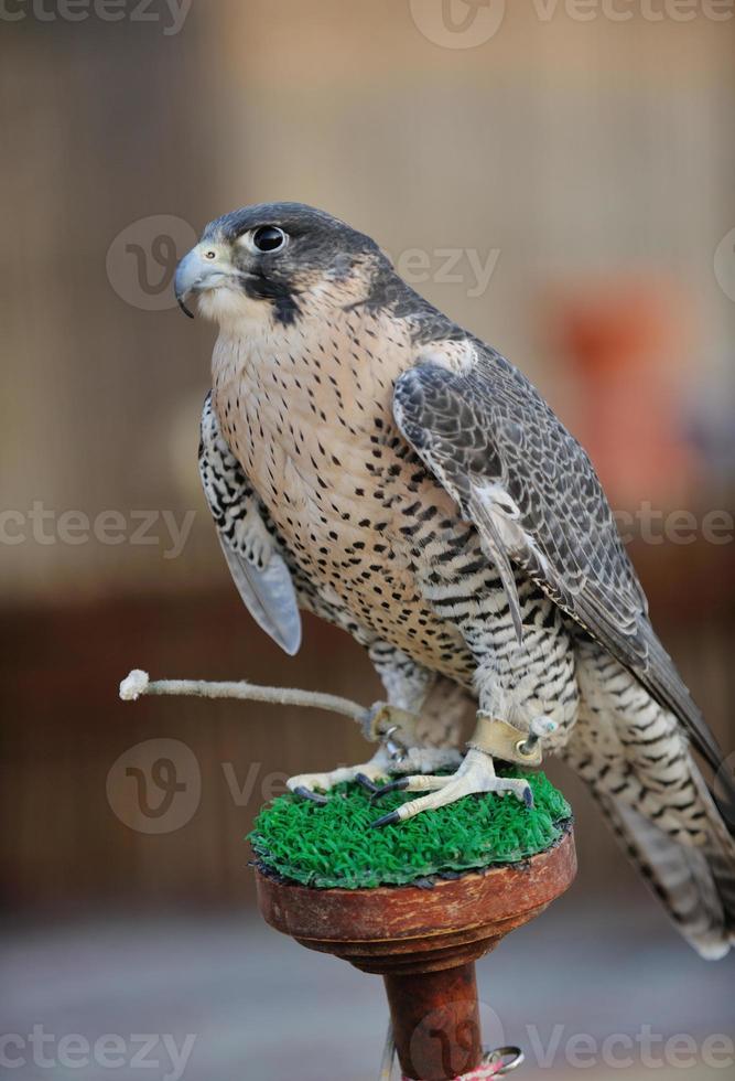 arab falcon bird photo