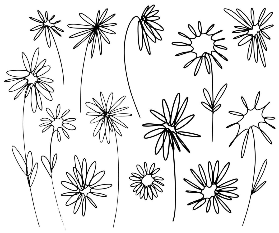 Set of vector graphic chamomile flowers in line-art style.