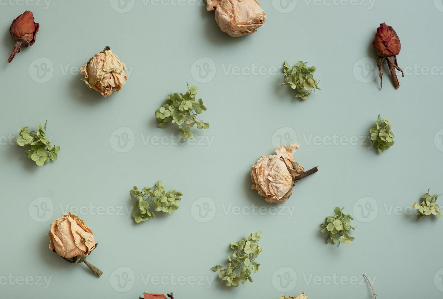 Autumn composition flat lay with pattern from dried hydrangea flowers, roses and petals on pastel green colored background photo