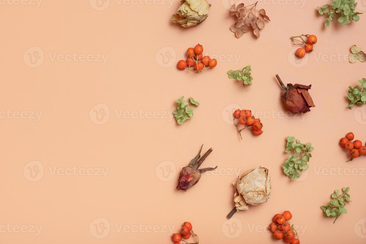 Autumn pattern with dry hydrangea flowers, rowan, roses on orange colored background. Top view, flat lay, copy space photo