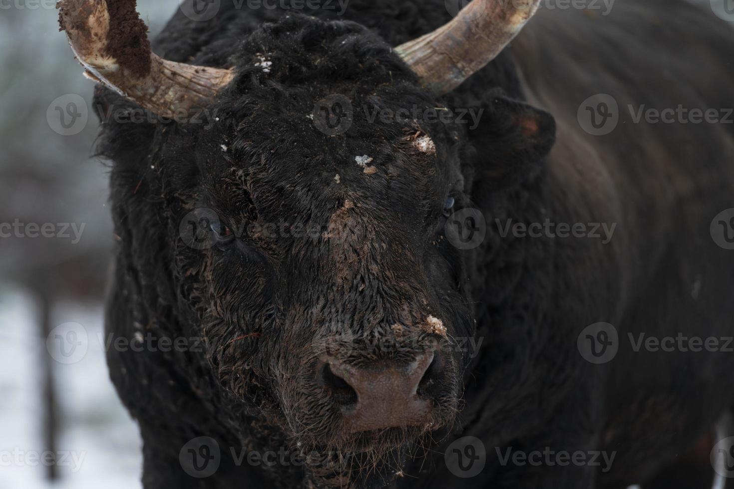 Close-up image of the Big Black Bull in the snow training to fight in the arena. The concept of bullfighting. Selective focus photo