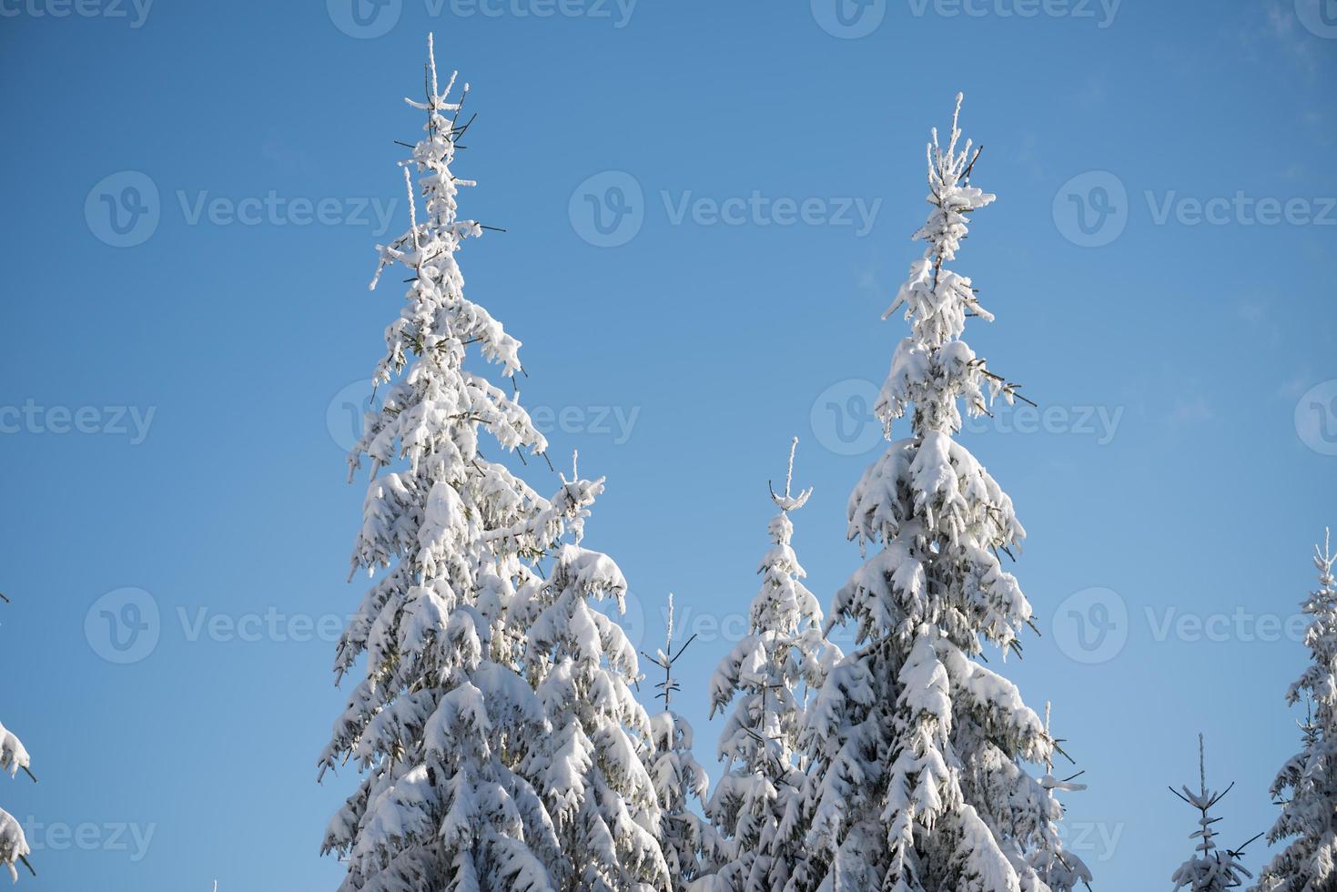 pine tree forest background covered with fresh snow photo