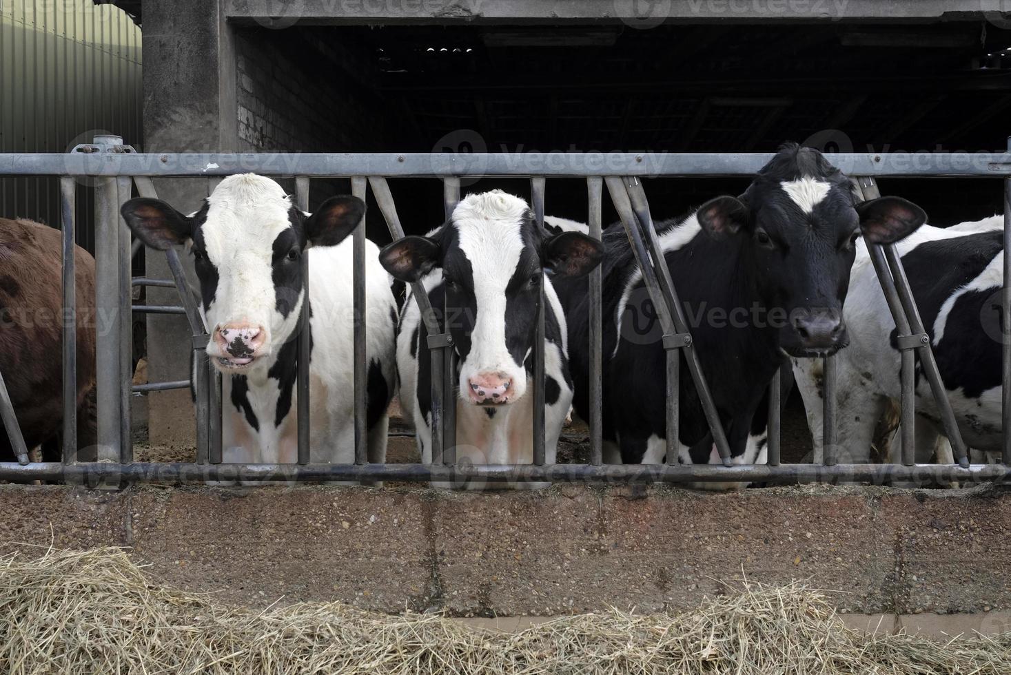 A group of cows looking at the camera during feeding time photo