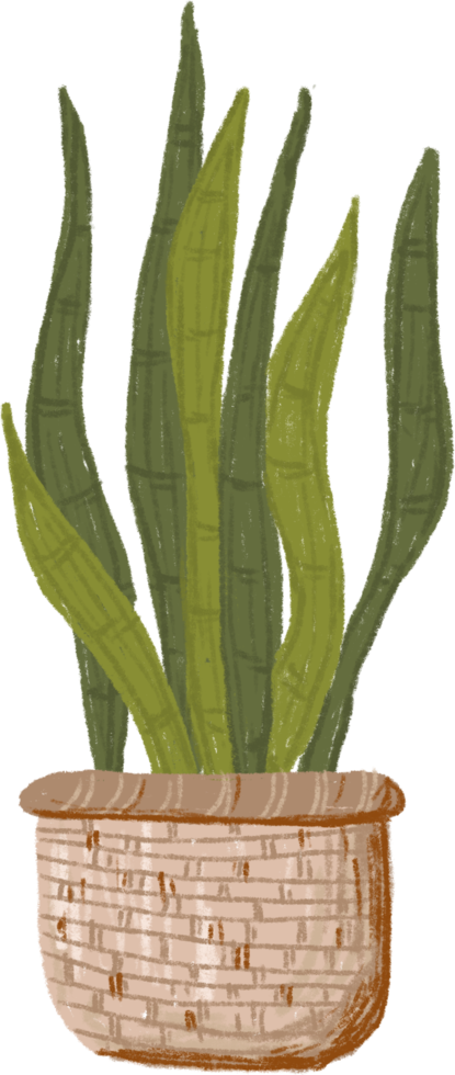 Potted plants bundle, house plants. png