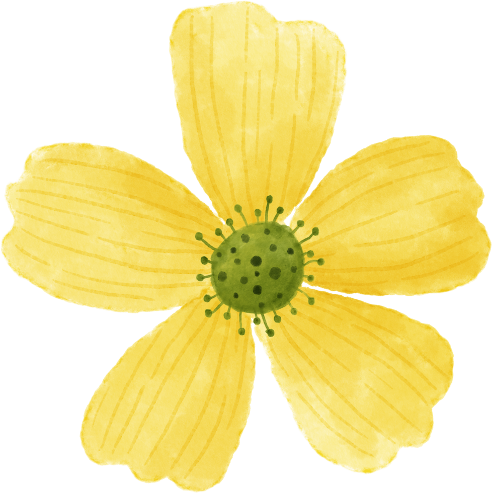 Yellow flower floral watercolor for decoration png