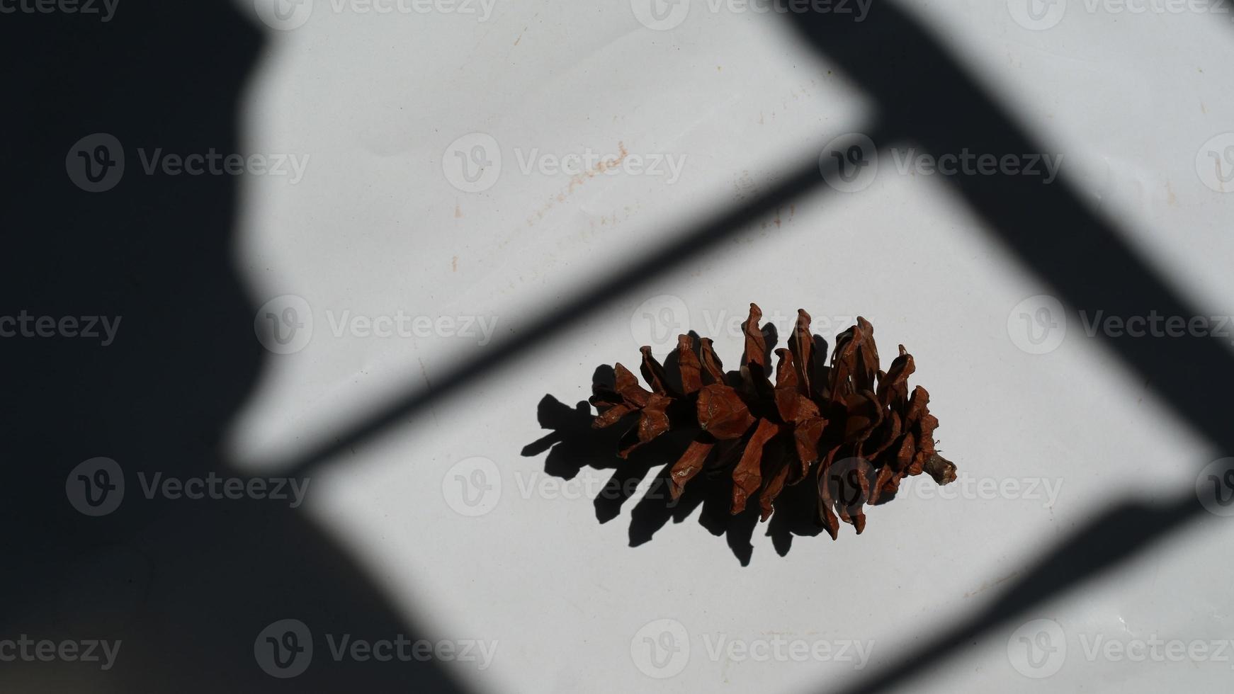 Dried pine flowers can make photo accessories