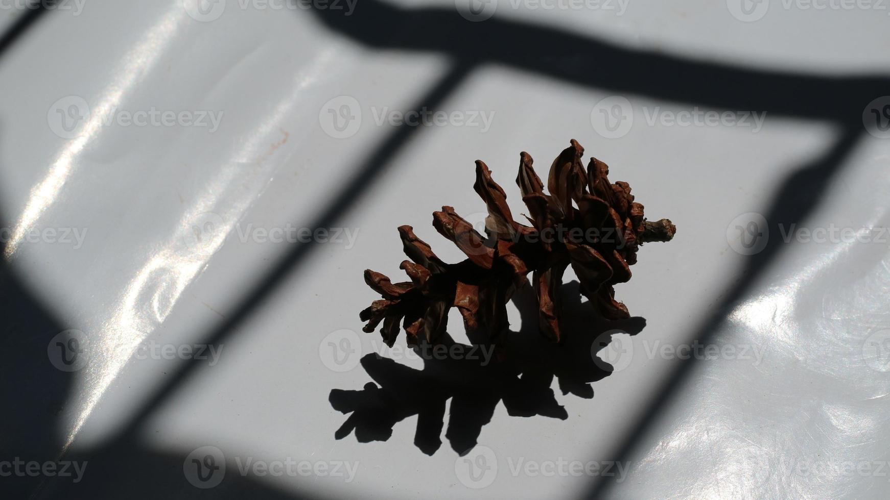 Dried pine flowers can make photo accessories