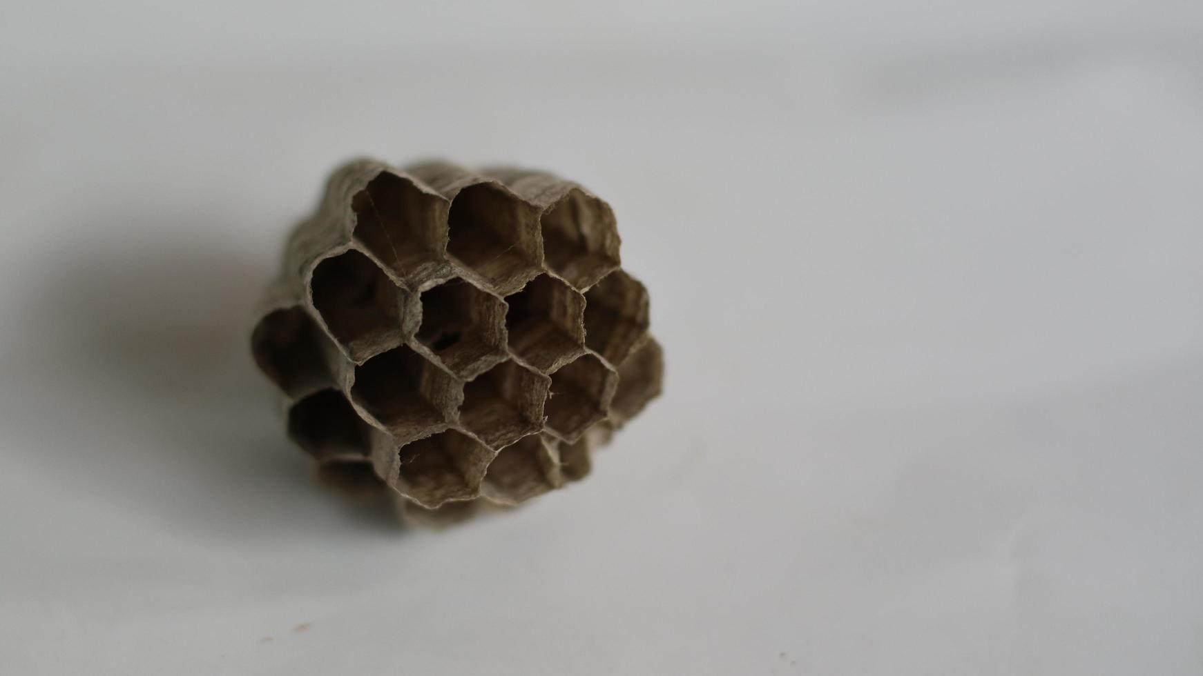 A wasp house that has been abandoned by its occupants photo