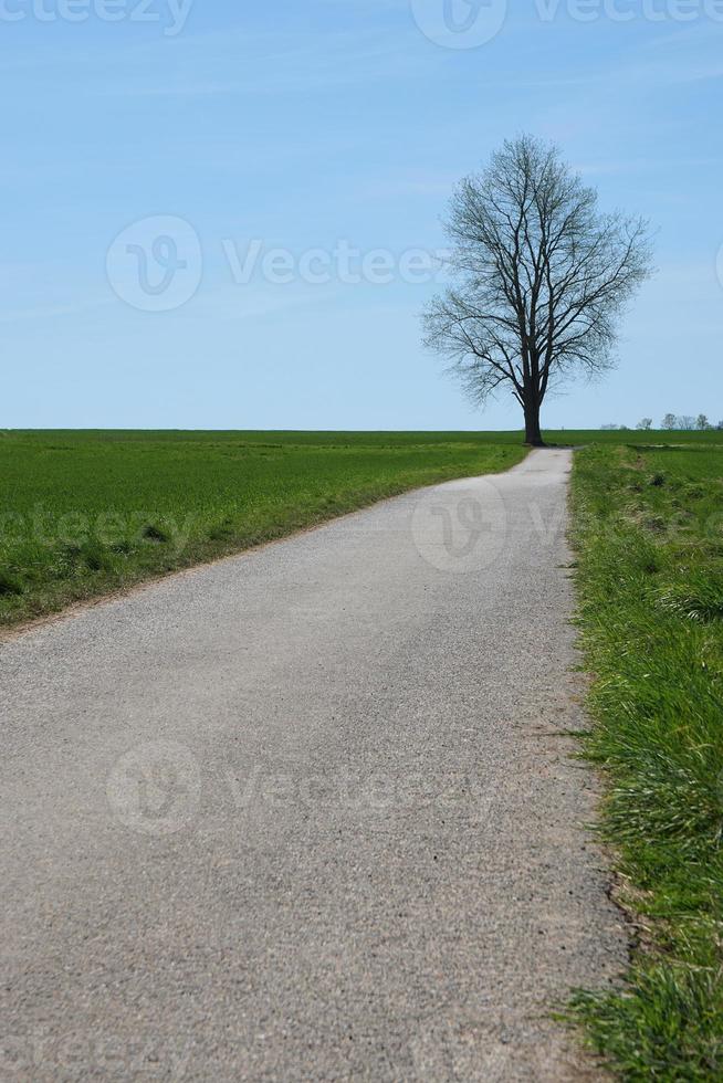 camino de tierra con arbol foto