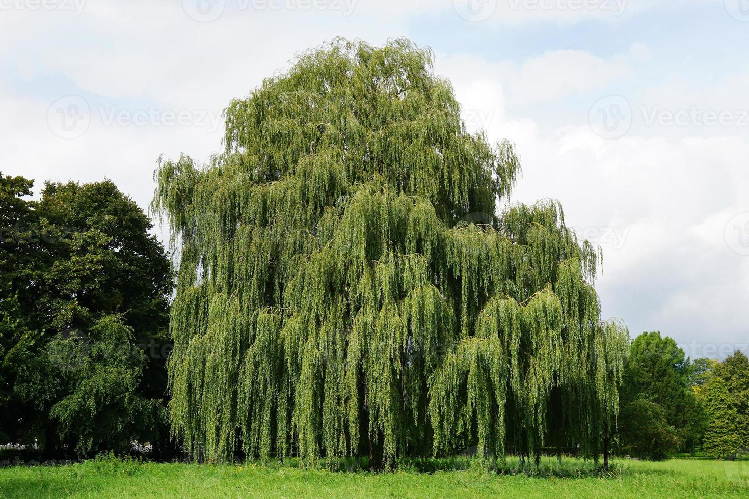 weeping willow tree photo