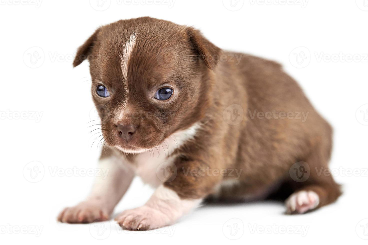 Chihuahua puppy on white isolated background photo