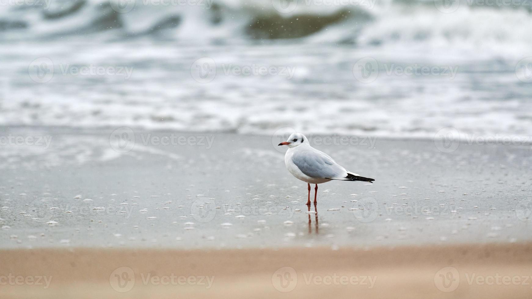 Black-headed seagull at beach, loneliness concept photo
