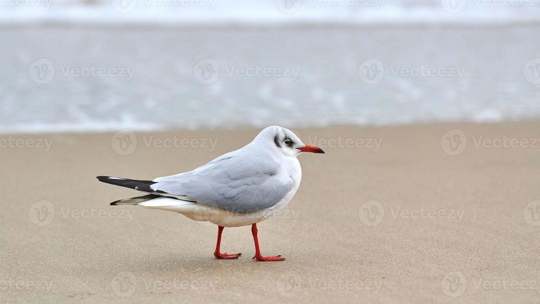 Black-headed seagull at beach, sea and sand background photo