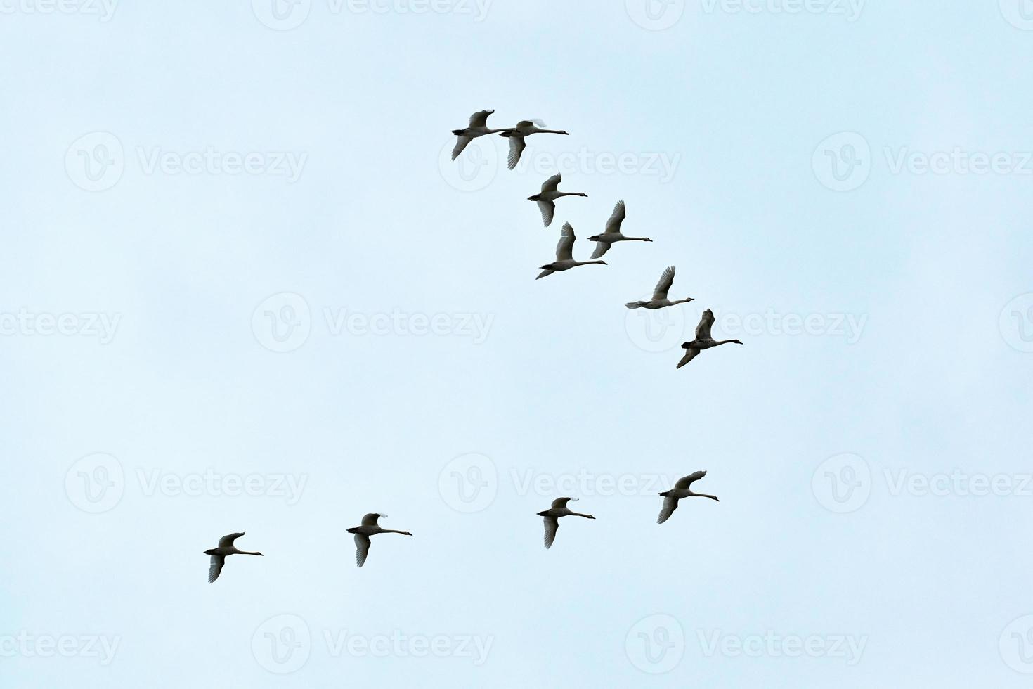 Flock of birds, swans flying in blue sky in V-formation photo