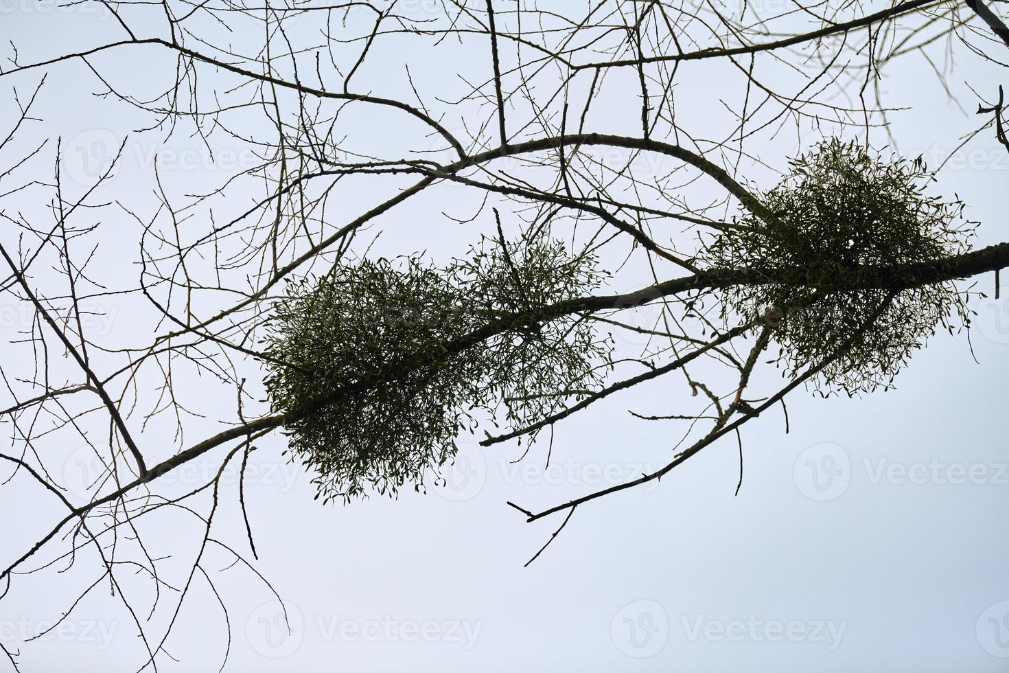 arbustos viscosos en las ramas de los árboles foto