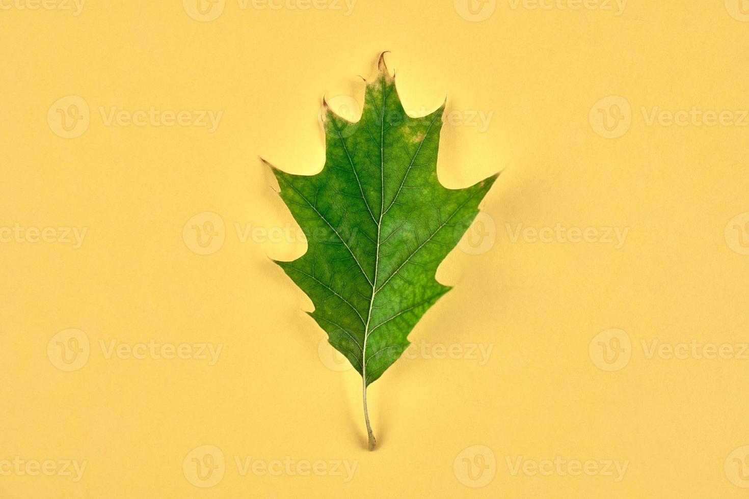 una hoja de roble verde quercus rubra aislada sobre fondo amarillo, hoja de roble rojo del norte foto