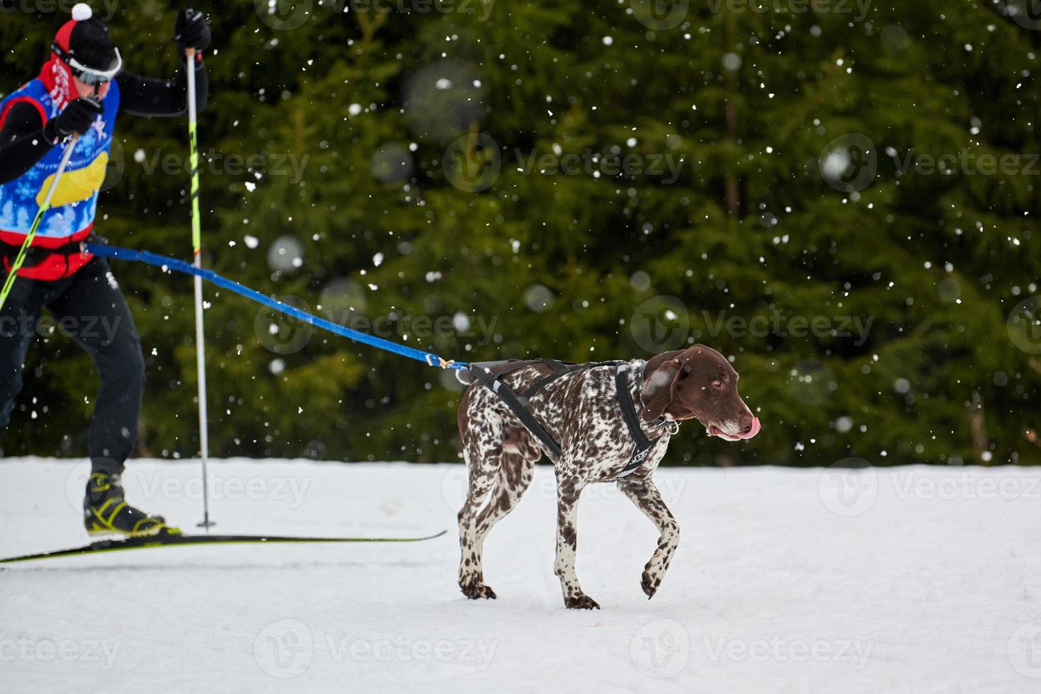 Skijoring dog sport racing photo