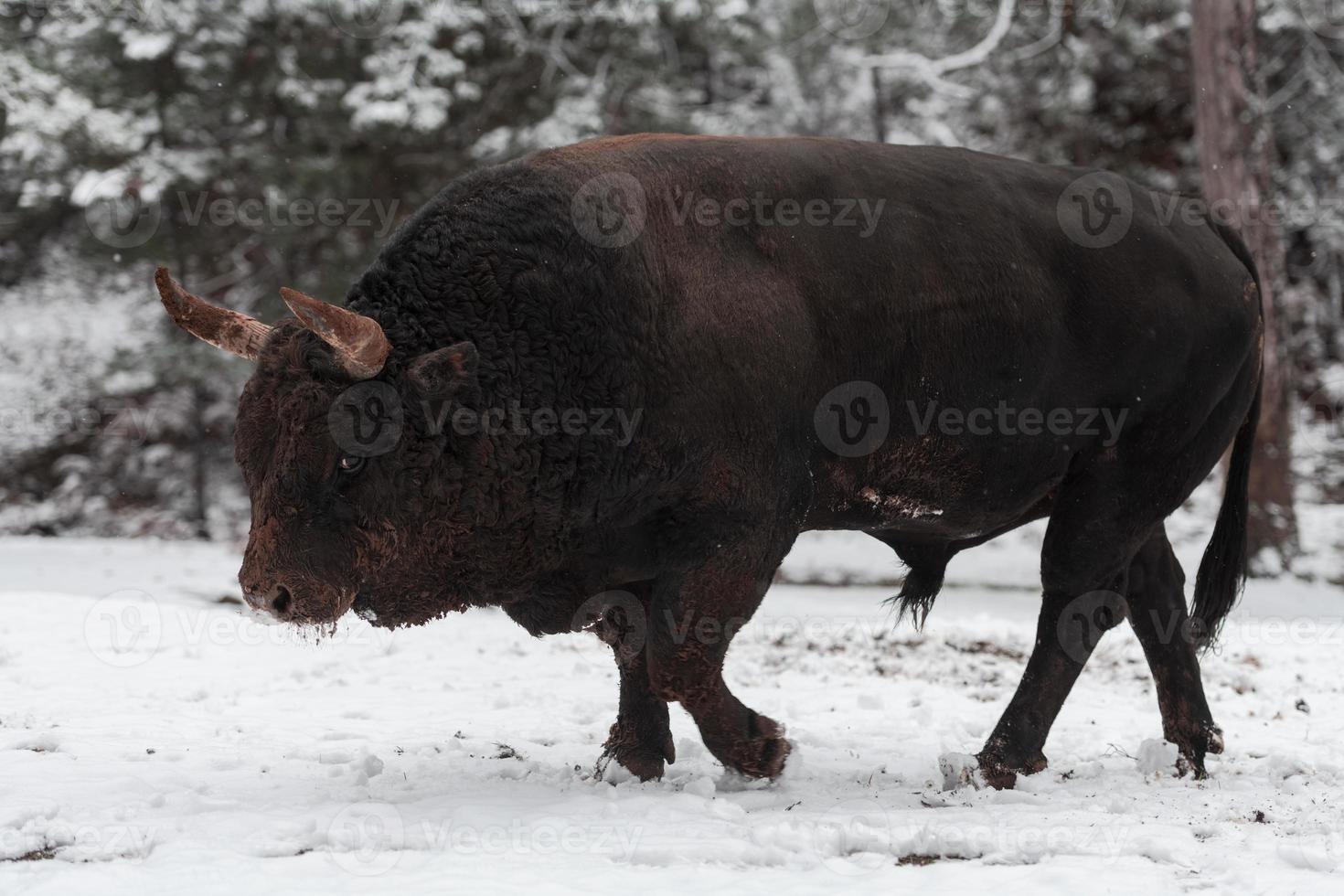 A big black bull in the snow training to fight in the arena. Bullfighting concept. Selective focus photo