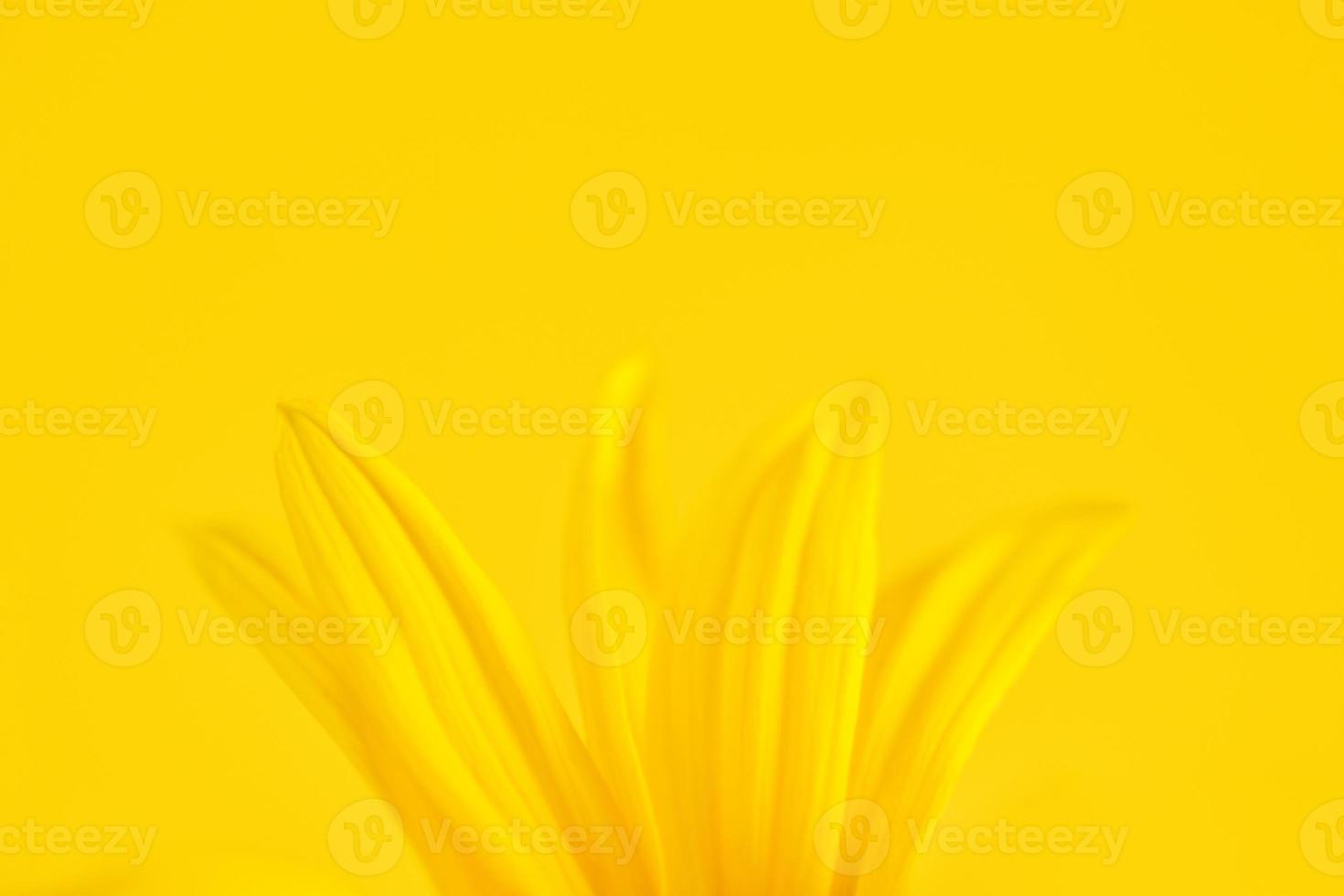 Yellow flower petals of topinambur on yellow background, top copy space, blurred yellow flower photo