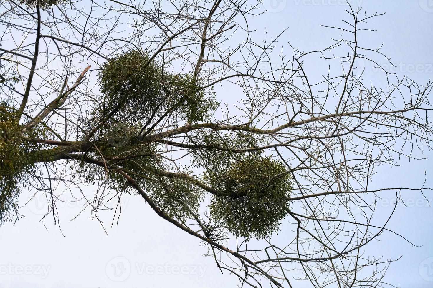 Viscum shrubs on tree branches photo