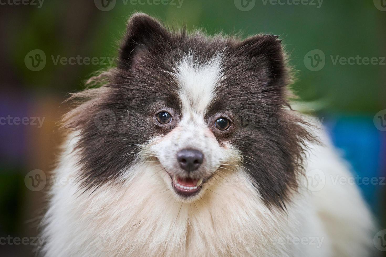 perro pomeranian spitz en el jardín, retrato de cara de cerca foto