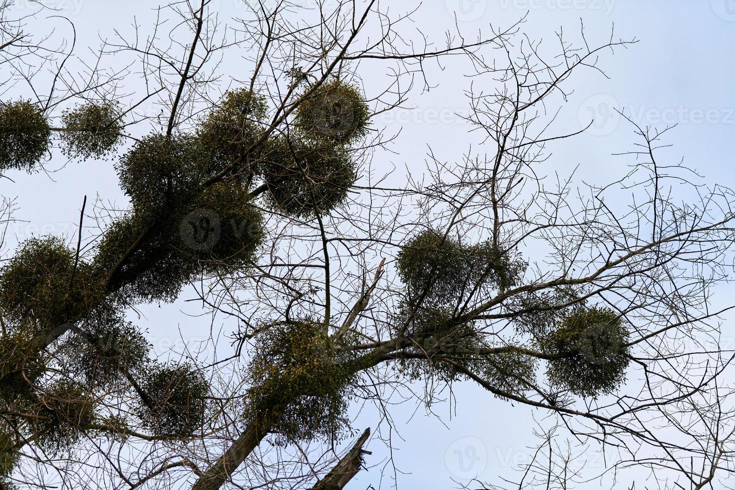 Viscum shrubs on tree branches photo