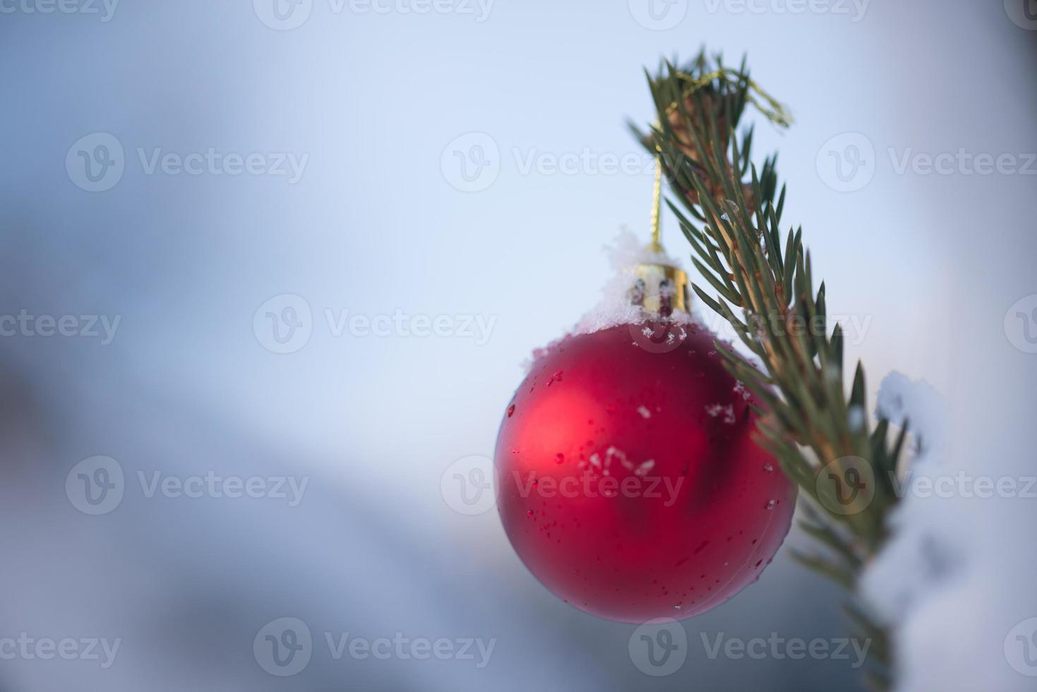 christmas balls on pine tree photo