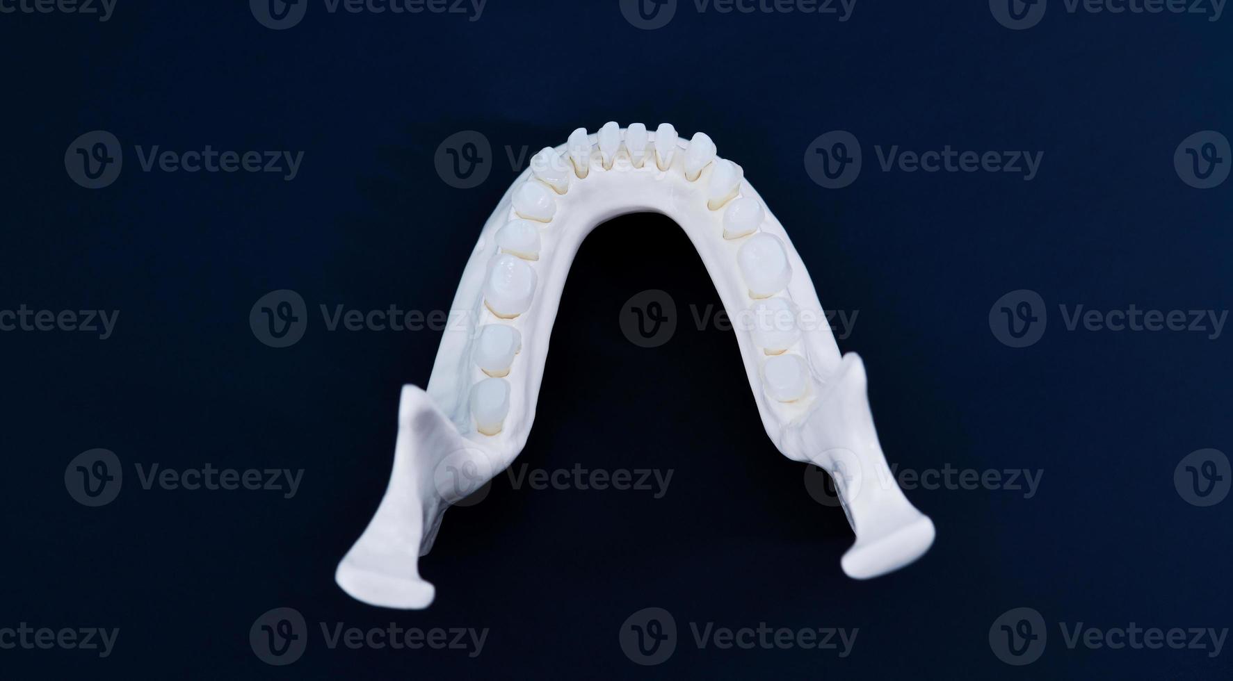 Lower human jaw with teeth anatomy model photo