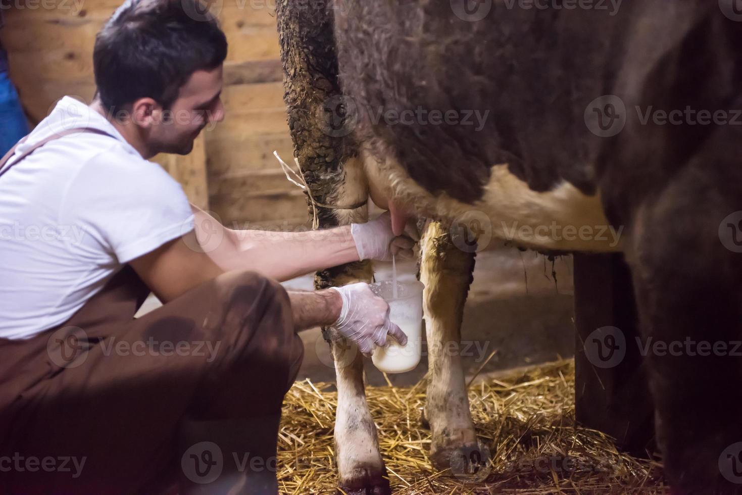 farmer milking dairy cow by hand photo