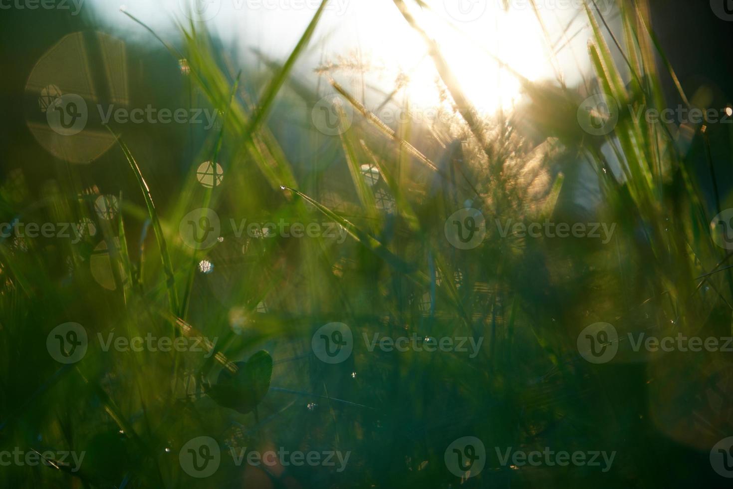 grass with dew drops photo