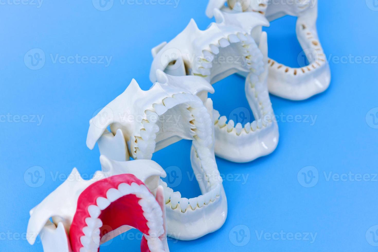 Dentist orthodontic teeth models photo