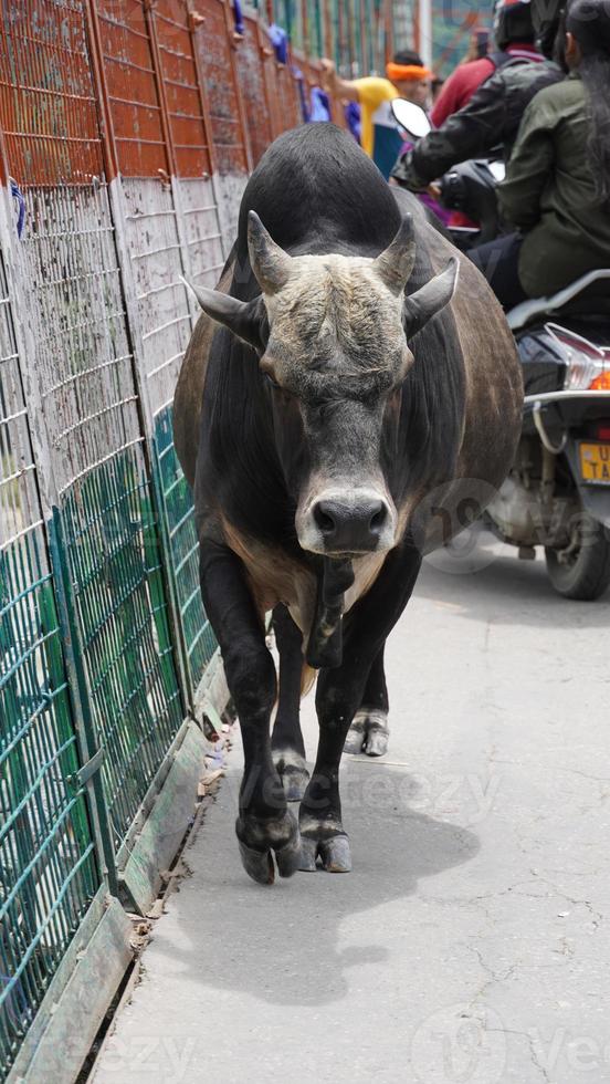FRONT VIEW OF WALKING OX HD. photo