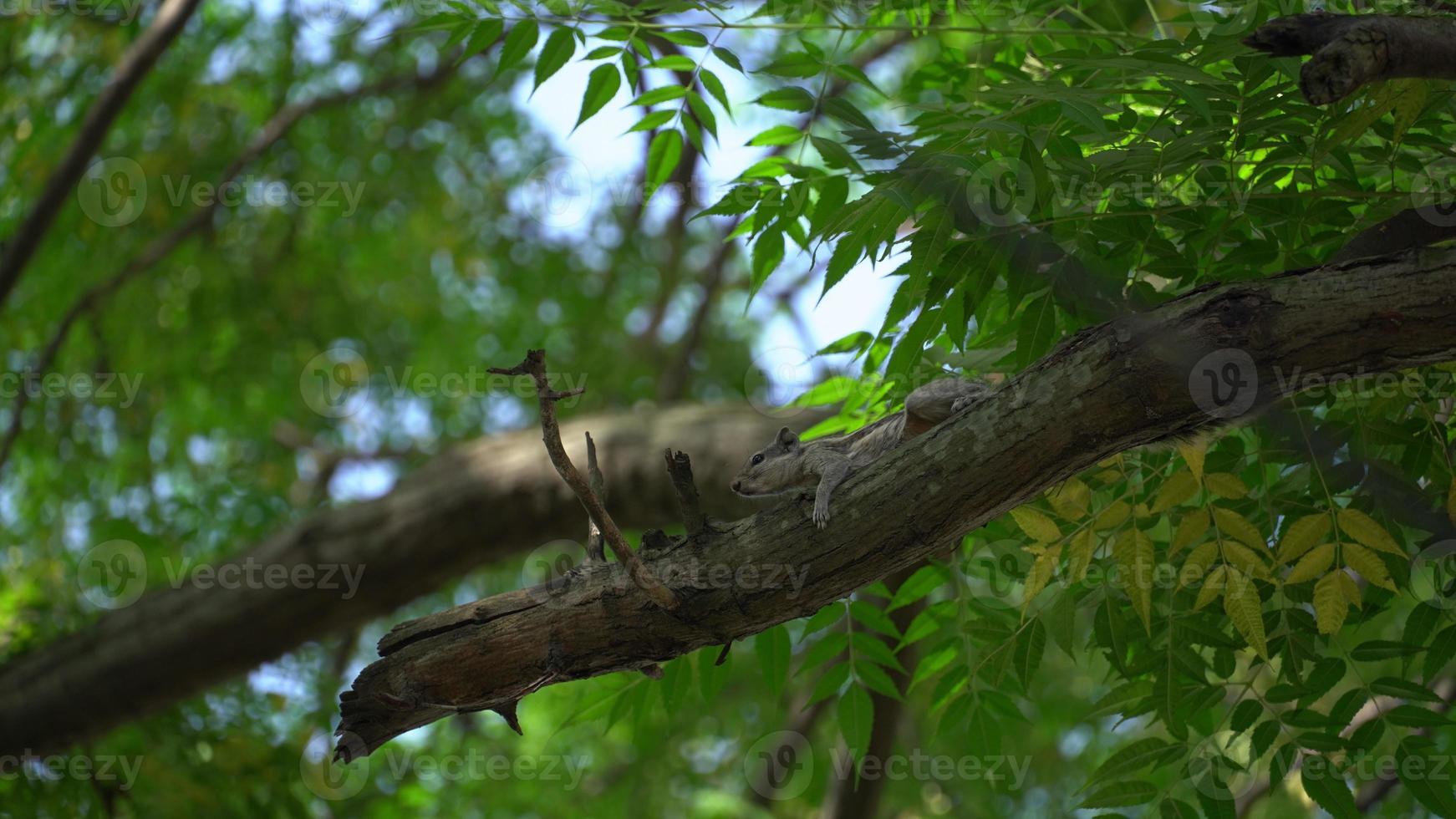 Squirrel running on tree image photo