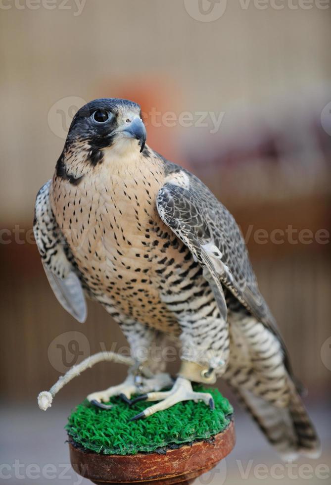 arab falcon bird photo