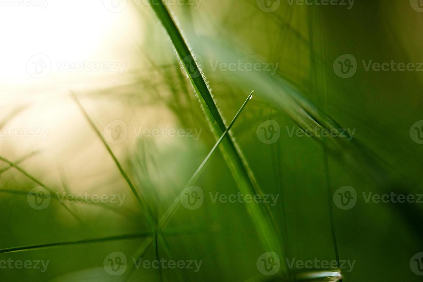 grass with dew drops photo