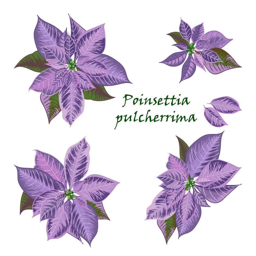 Set of Poinsettia flowers in violet color vector