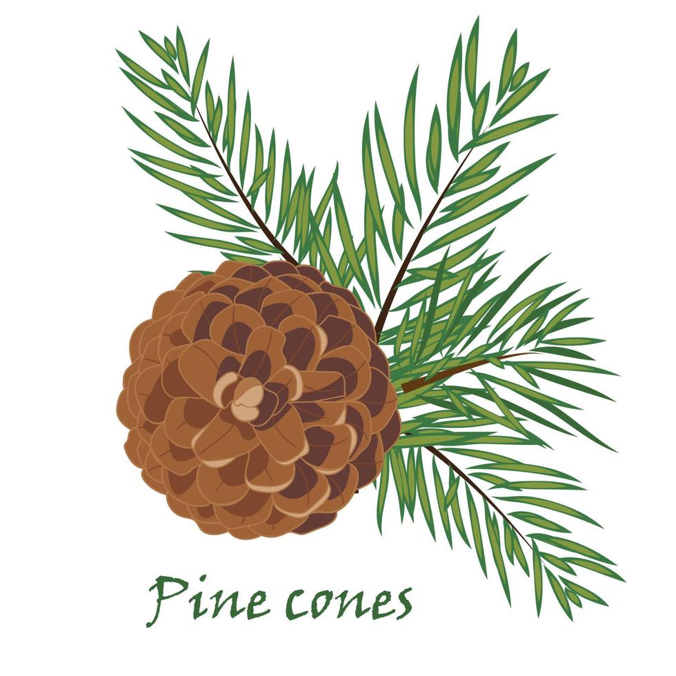 Fir tree branches with pine cone on white background vector
