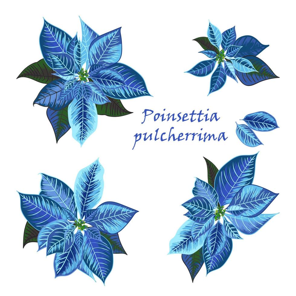 conjunto de flores de nochebuena en color azul vector