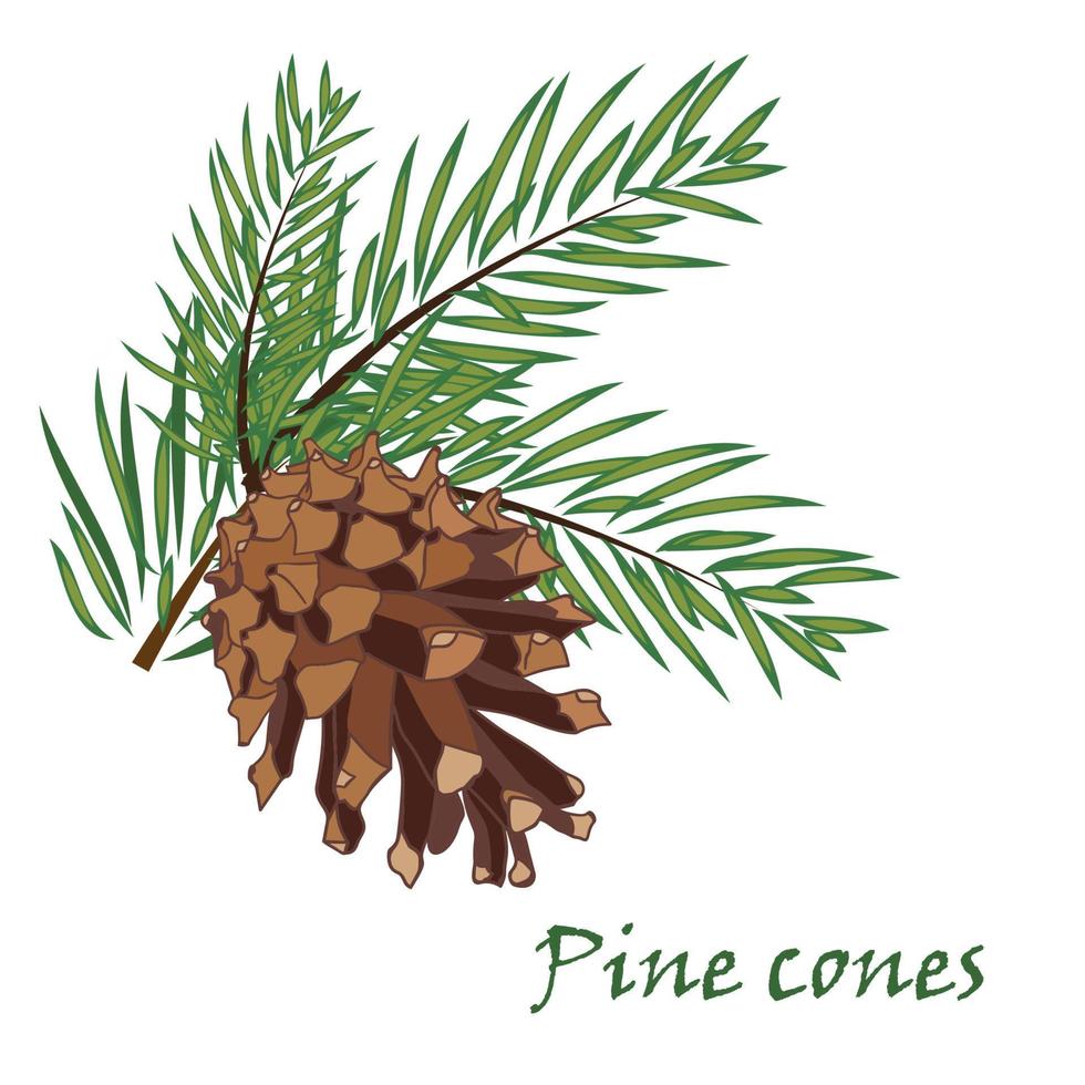 Fir tree branches with pine cone on white background vector