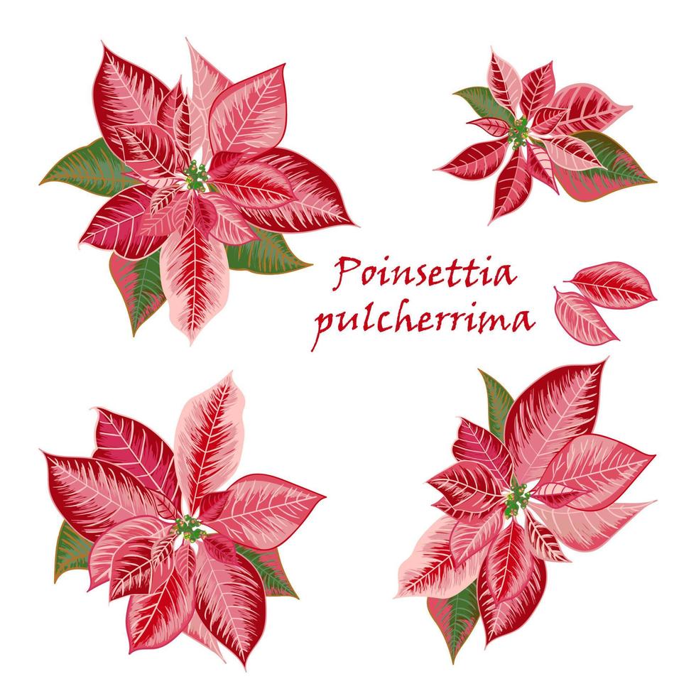 conjunto de flores de poinsettia en color rosa, rojo vector